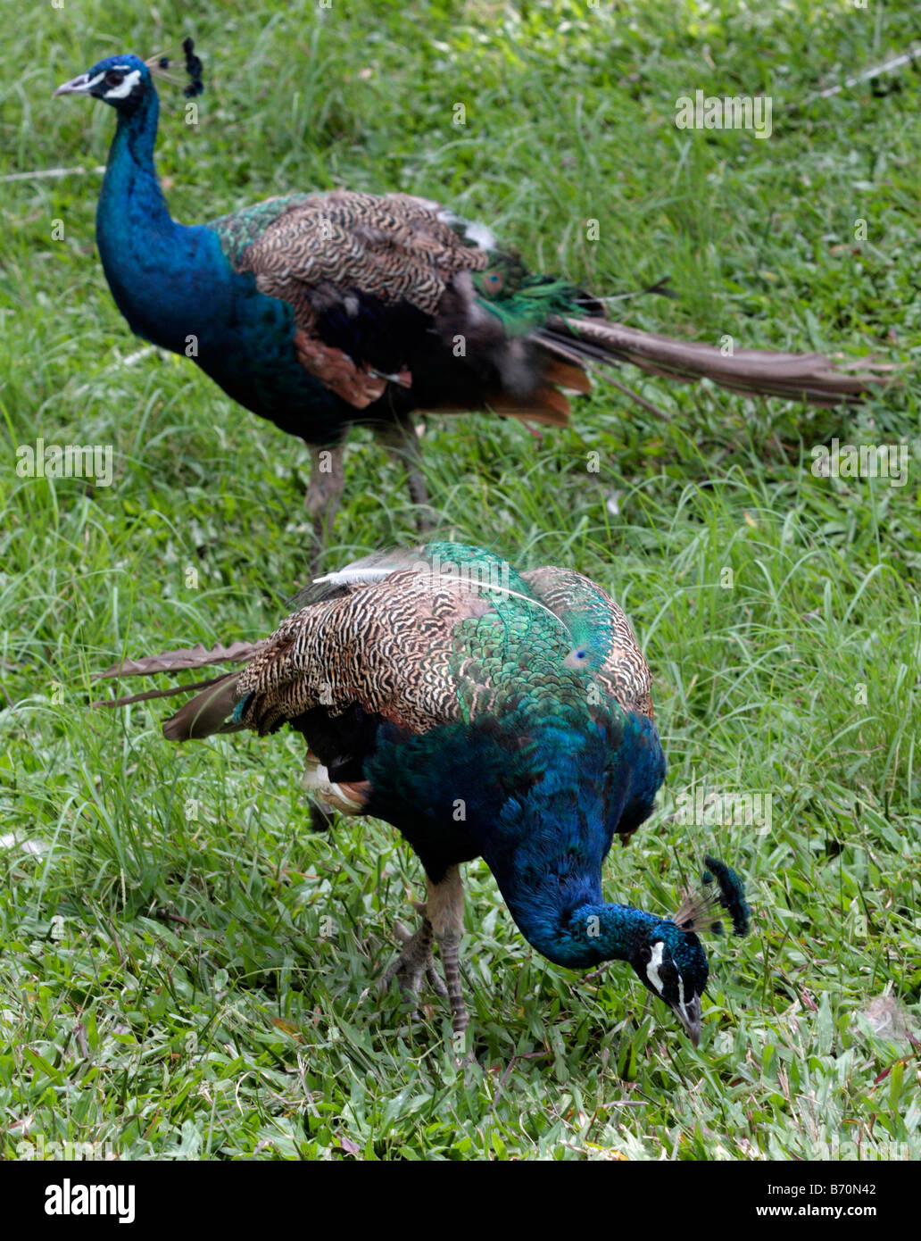 Peacocks gather in Peacock Zoo which located at Sun Moon Lake Taiwan ...