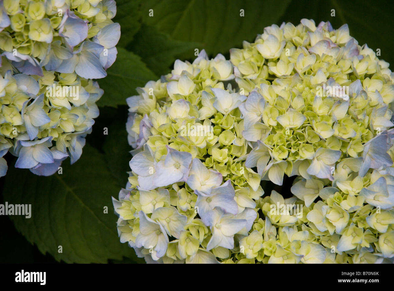Detail Of The Compound Flower Of A Pale Greenish Blue Japanese Hydrangea Or Ajisai Shimosuwa Nagano Japan Stock Photo Alamy Detail Of The Compound Flower Of A Pale Greenish Blue Japanese Hydrangea Or Ajisai Shimosuwa Nagano Japan Stock Photo Alamy