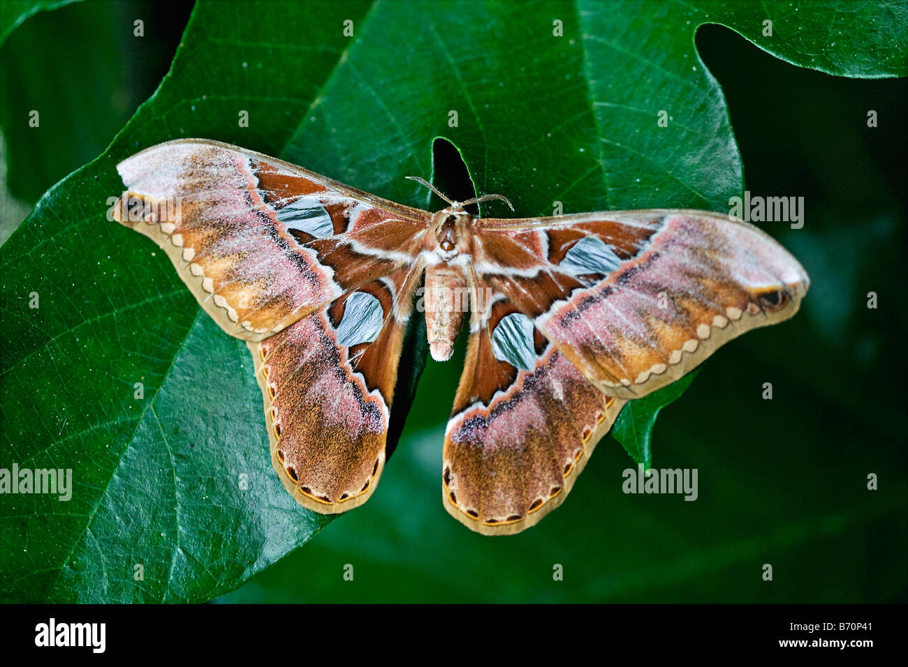 Suriname, Brownsweg, Brownsberg National Park. Nocturnal butterfly. Stock Photo