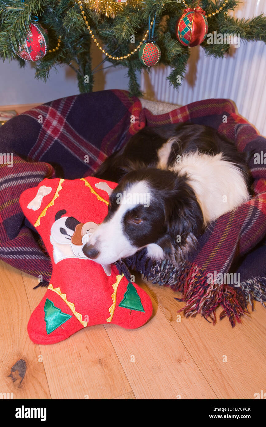 Border Collie Christmas Stocking 