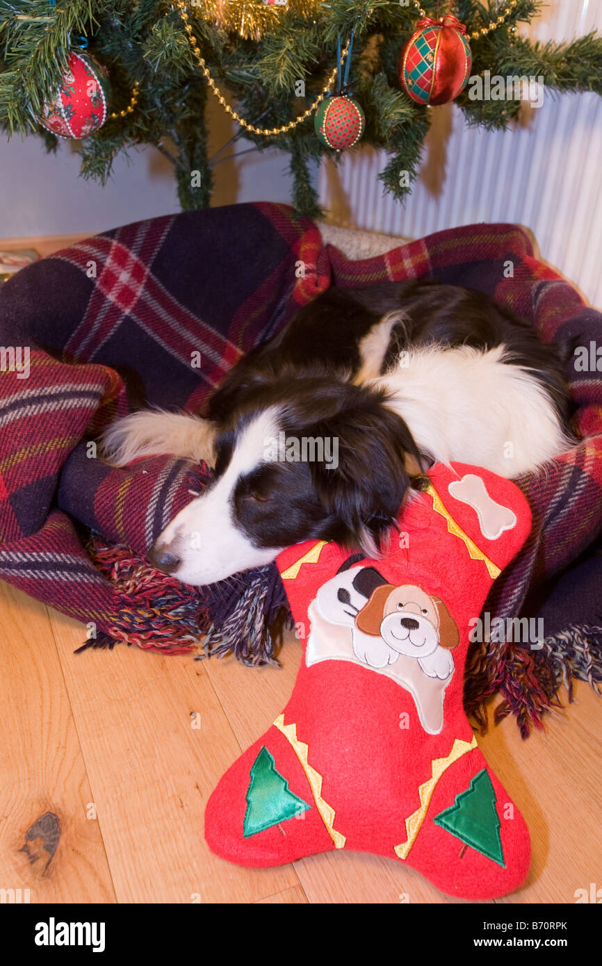 Border Collie Christmas Stocking 
