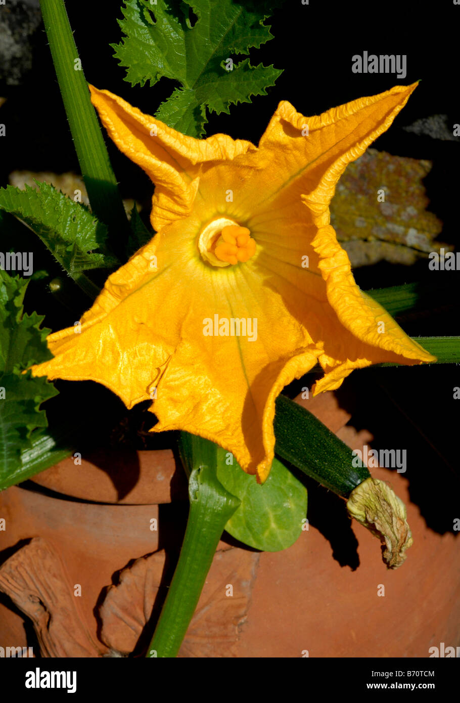 A pot grown courgette flower with fruit organically grown in a city
