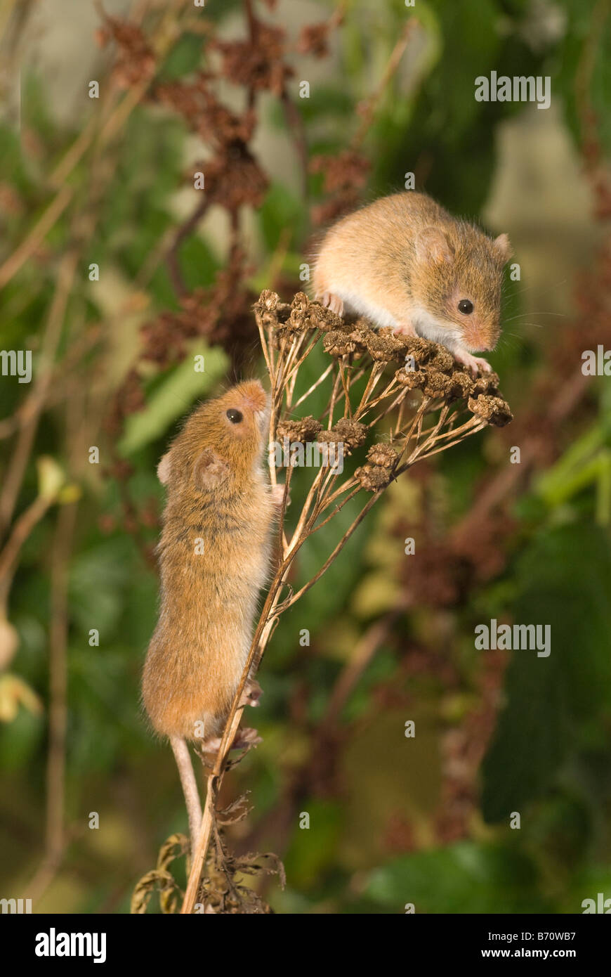 Pair of Harvest Mice(micromys minutus) Stock Photo