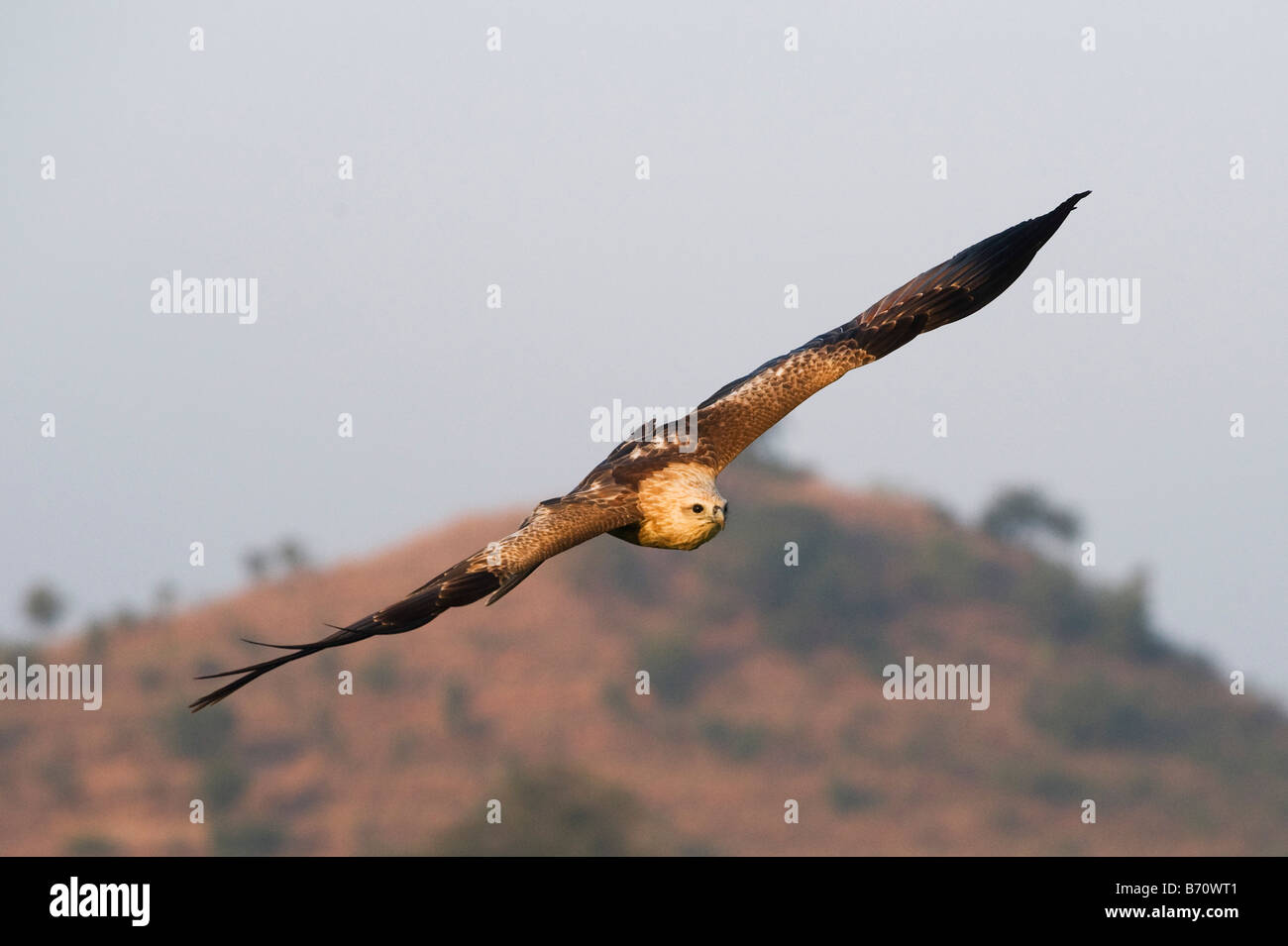 Haliastur indus. Young Brahminy Kite flying against a blue sky in the Indian countryside. Andhra Pradesh, India Stock Photo