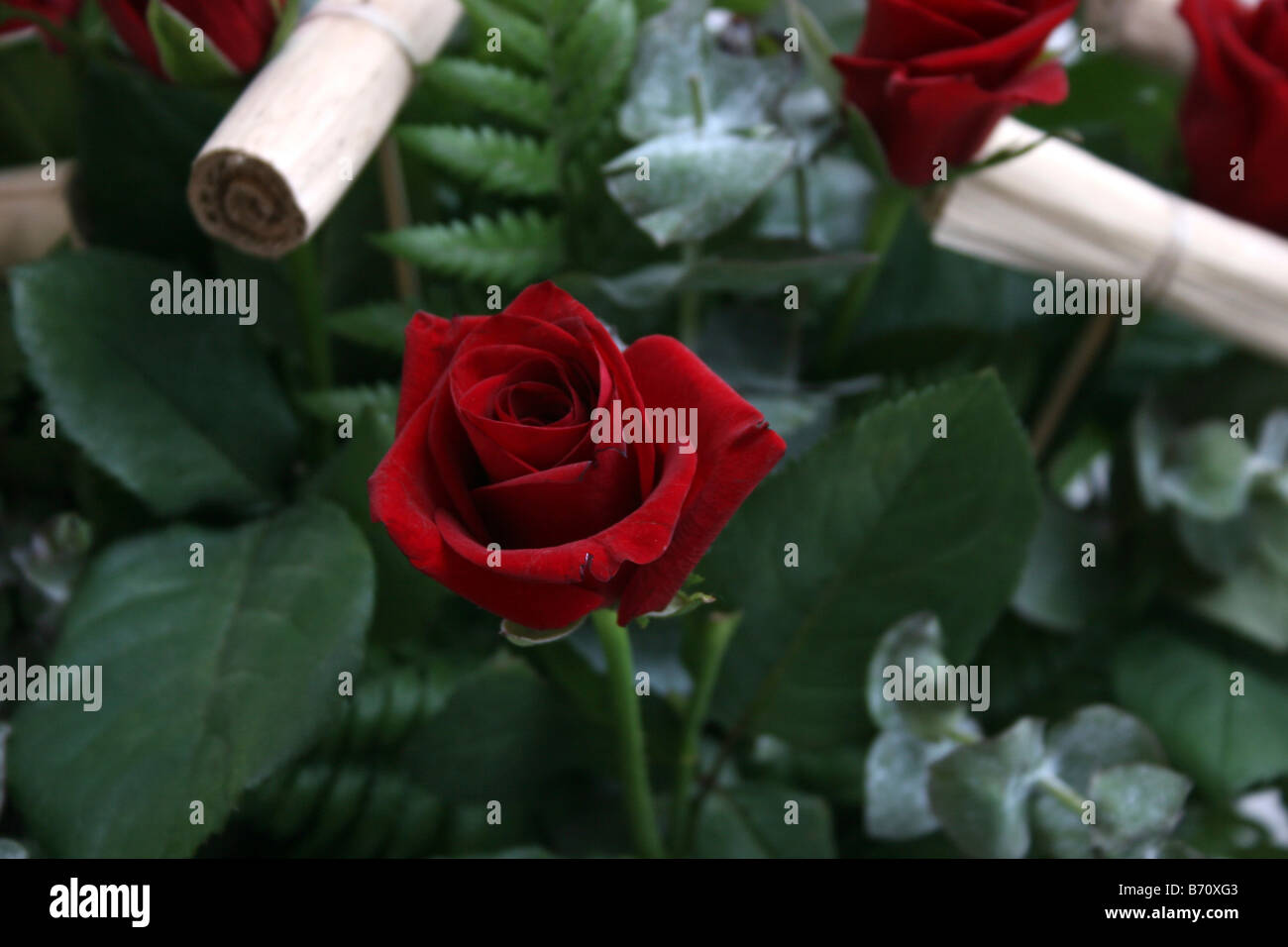 Bouquet of red roses Stock Photo - Alamy