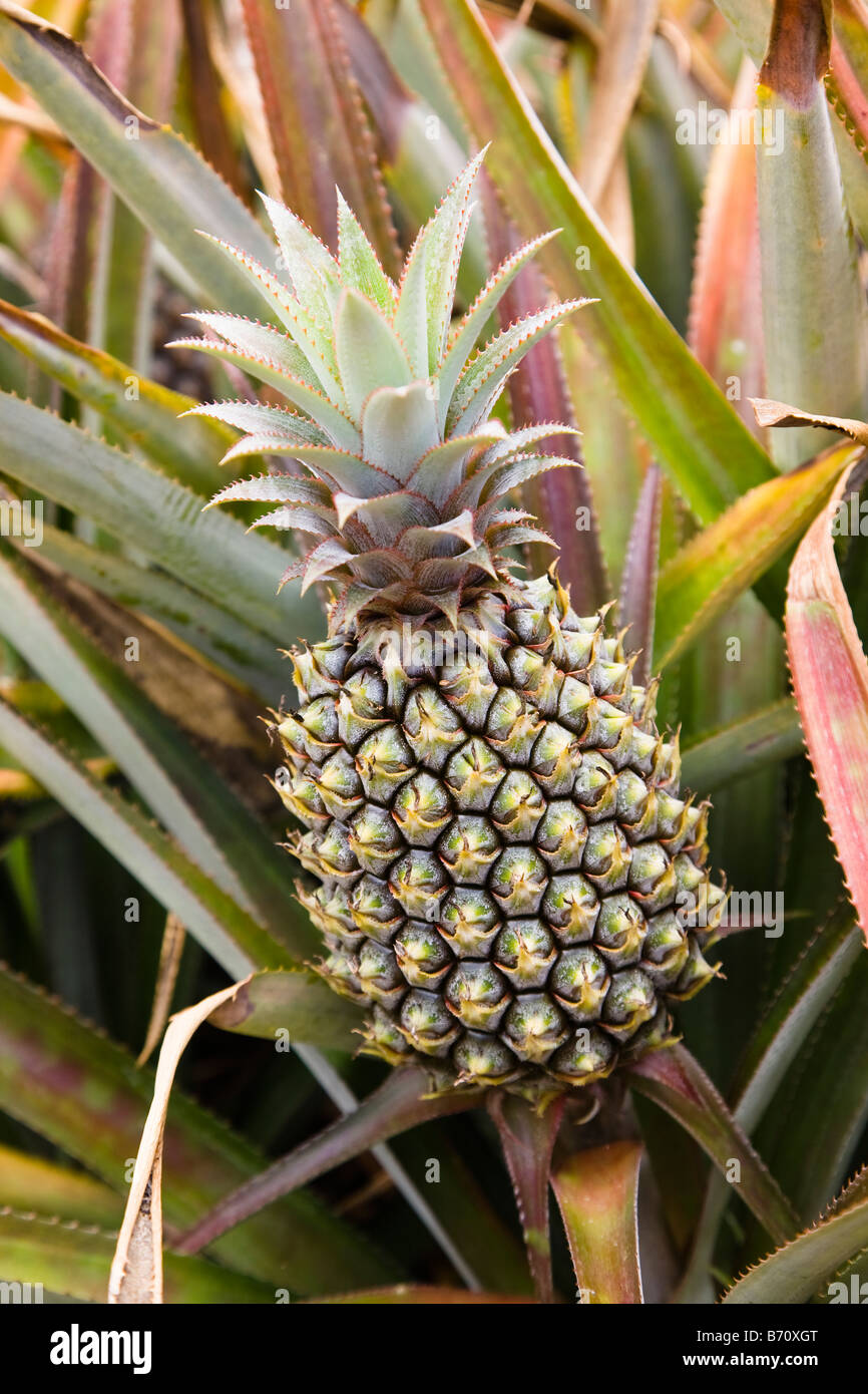 Farming fruit growing pineapples hires stock photography and images