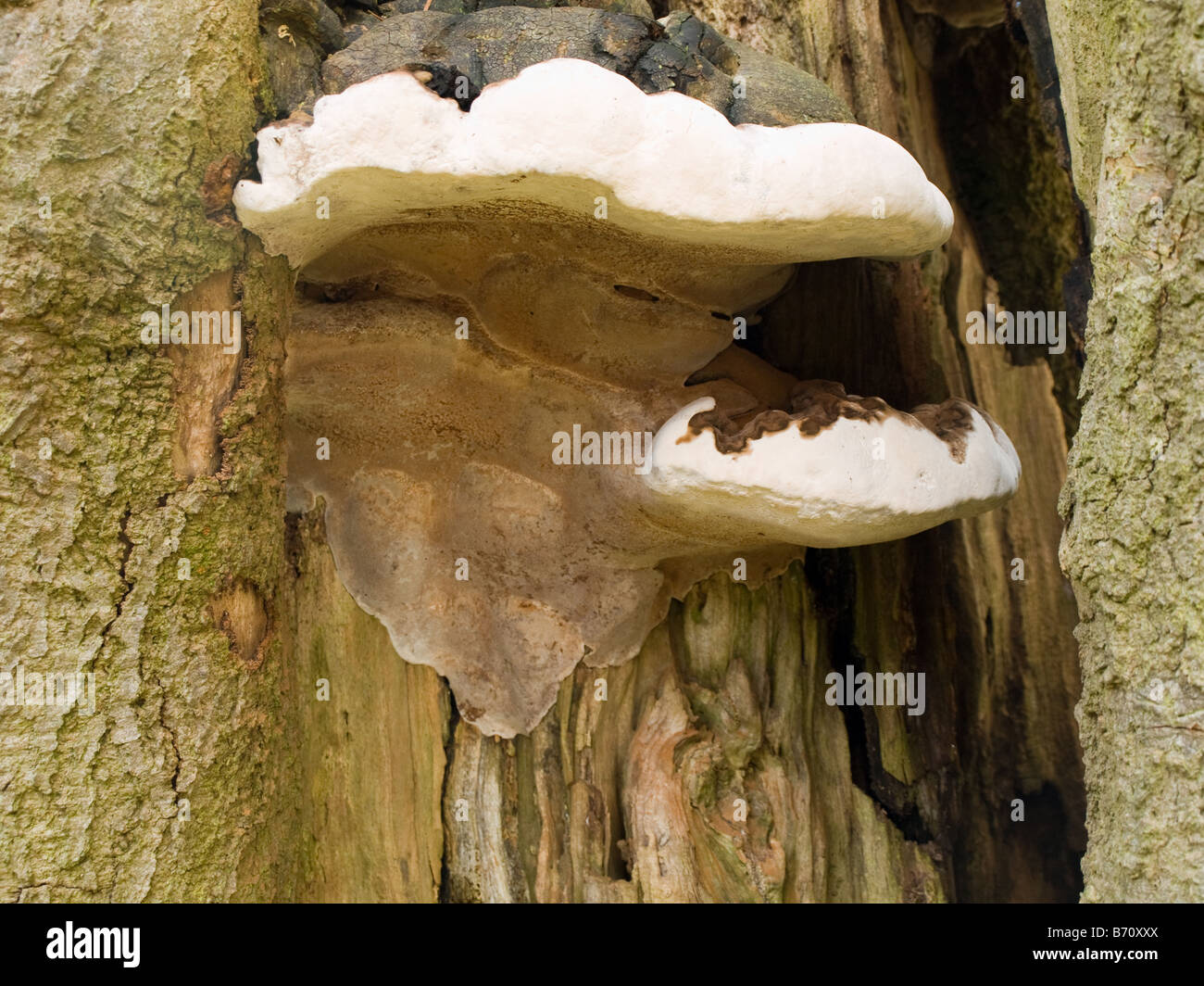 Large White Fungus Growing on Old Tree Stump Stock Photo Alamy