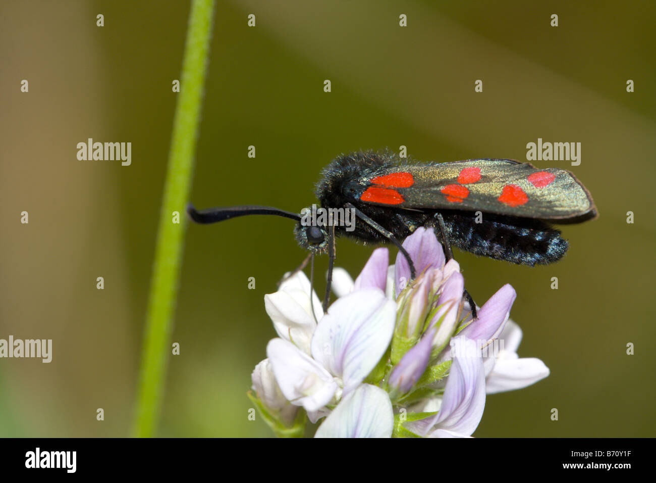 Six spot Burnet moth Zygaena filipendulae on wild pea flower Stock Photo