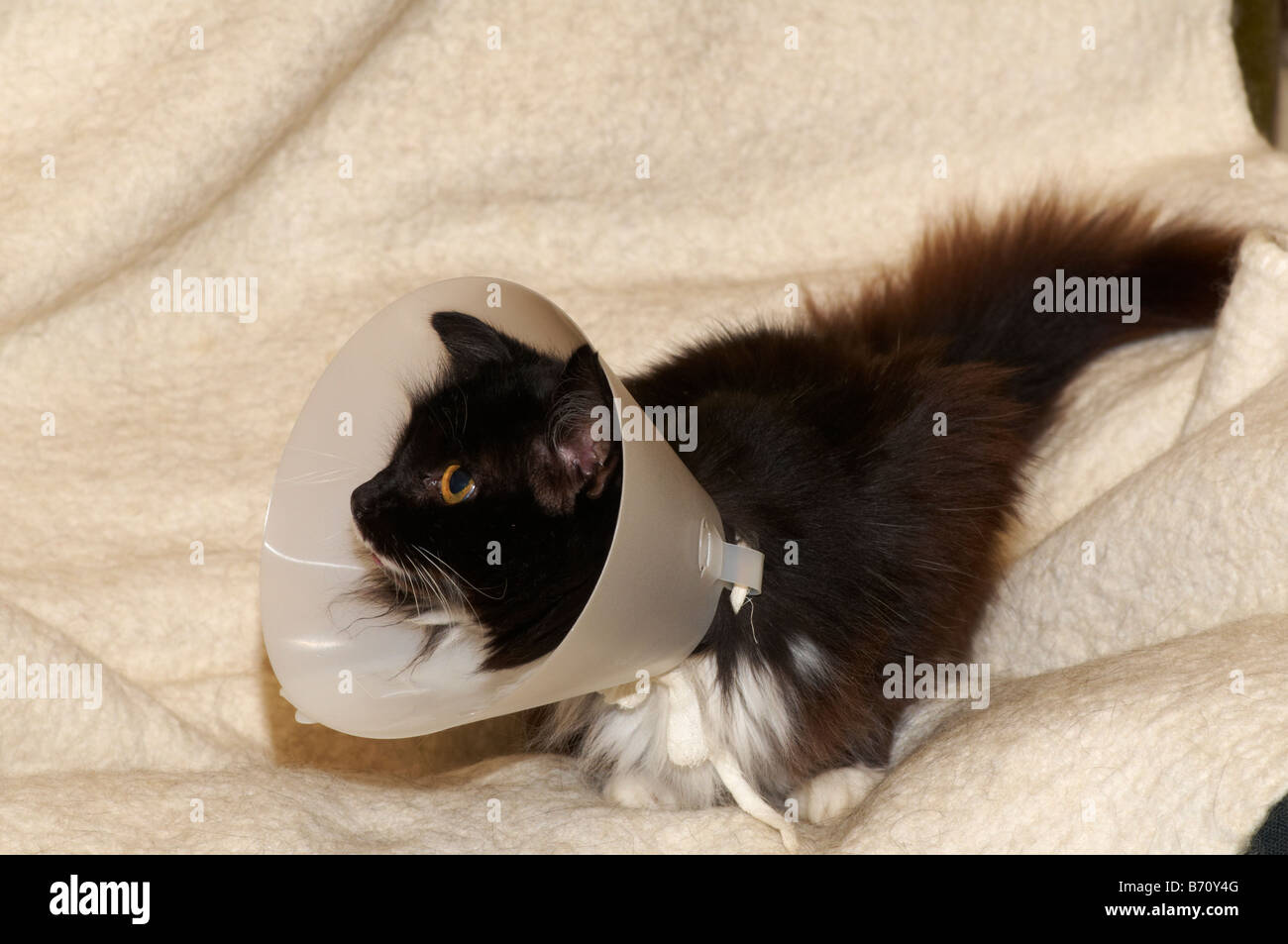 Cat wearing buster collar to prevent her from licking veterinary