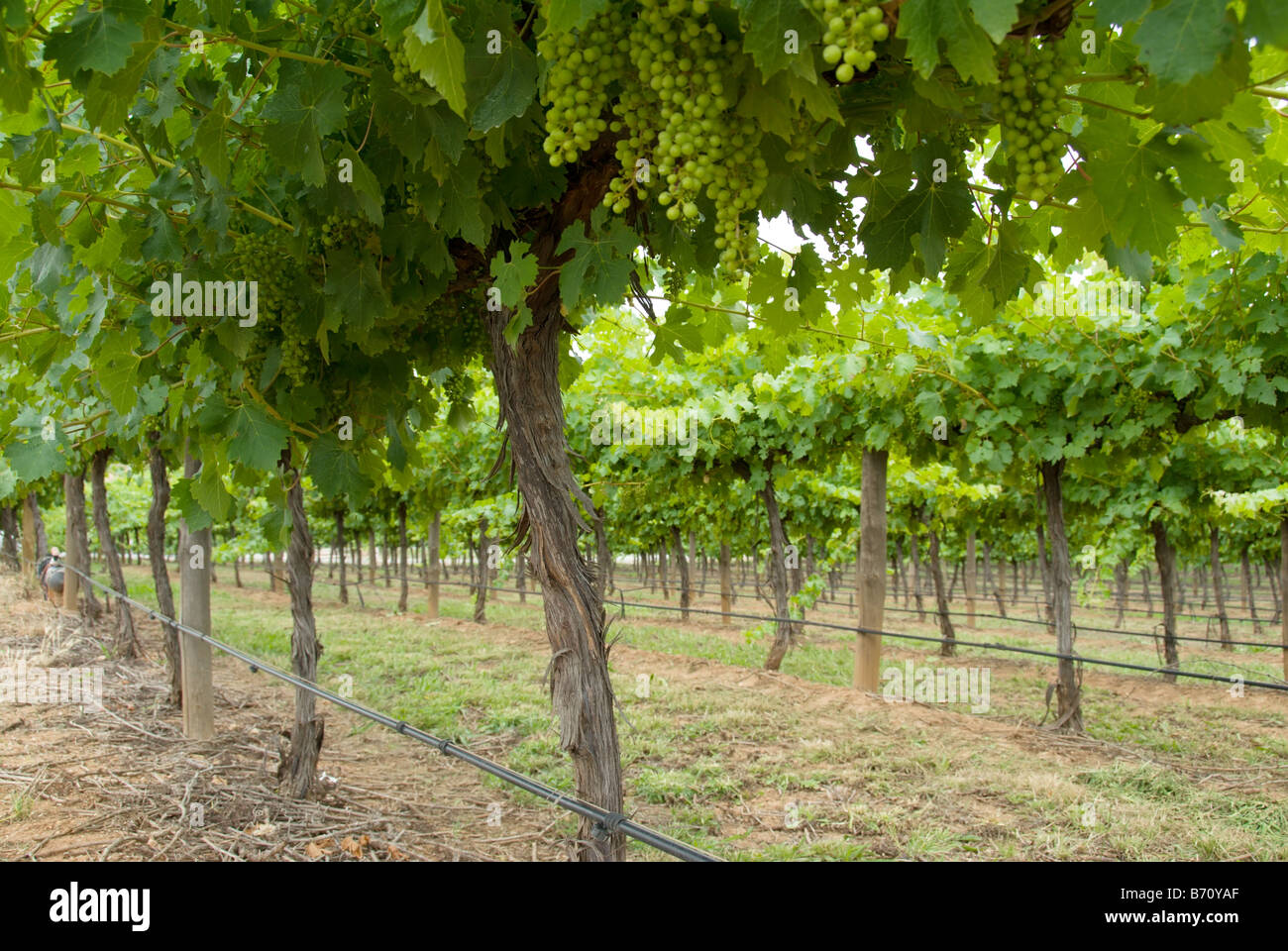 Rows of vines with unripe grapes at the Rosemount Estates winery McLaren Vale South Australia Stock Photo