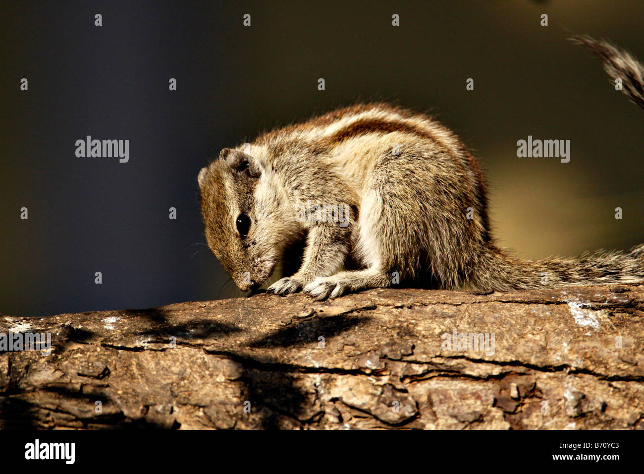 Indian Palm squirrel or Five striped Palm squirrel Funambulus pennanti in a tree Stock Photo