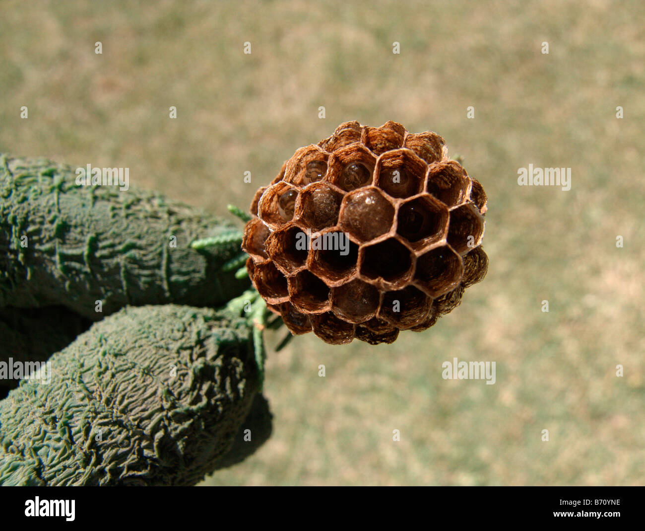 Wasp's larvae inside a little nest Stock Photo
