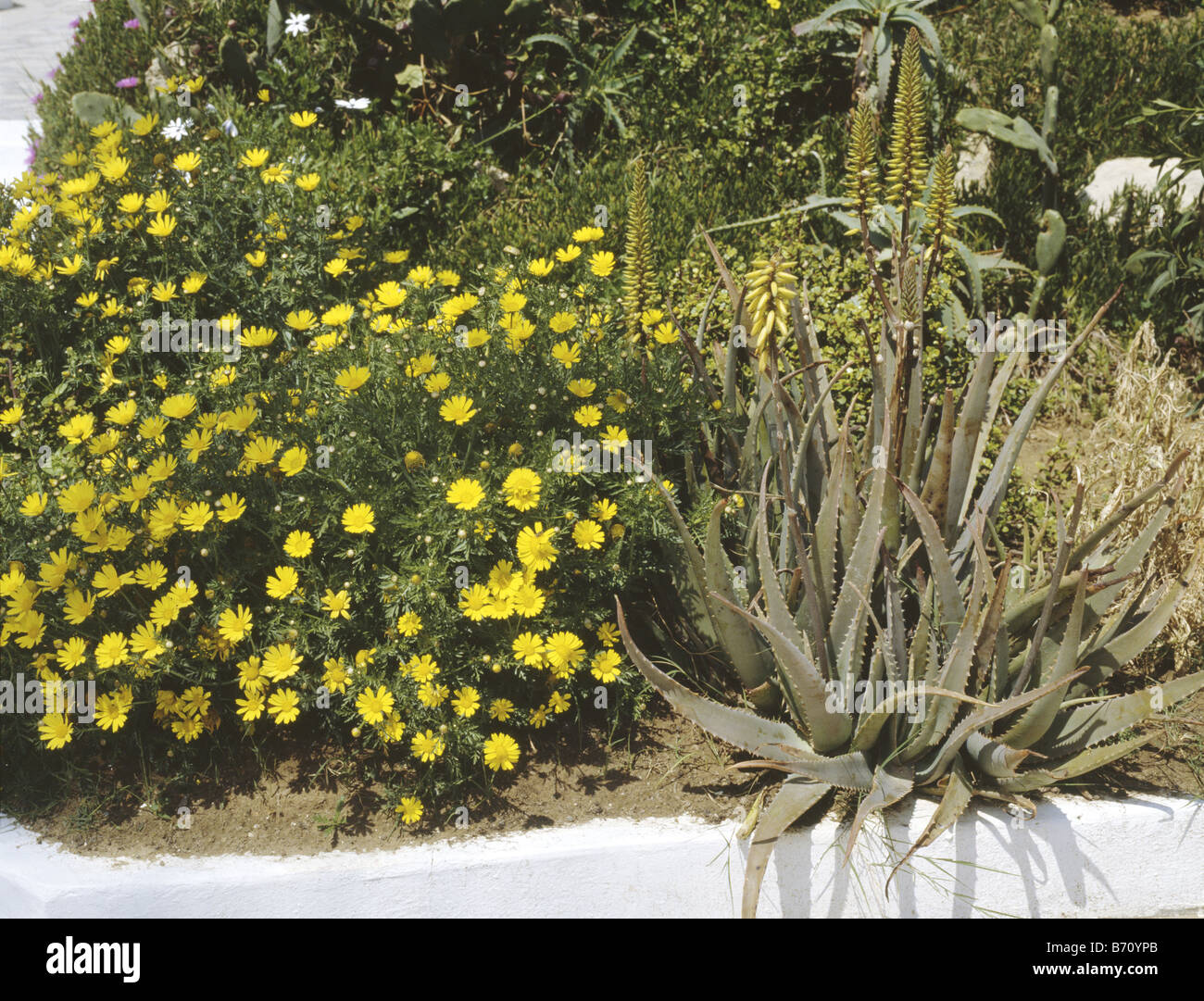 Close-up of yellow potentilla and agave in Mediterranean garden border Stock Photo