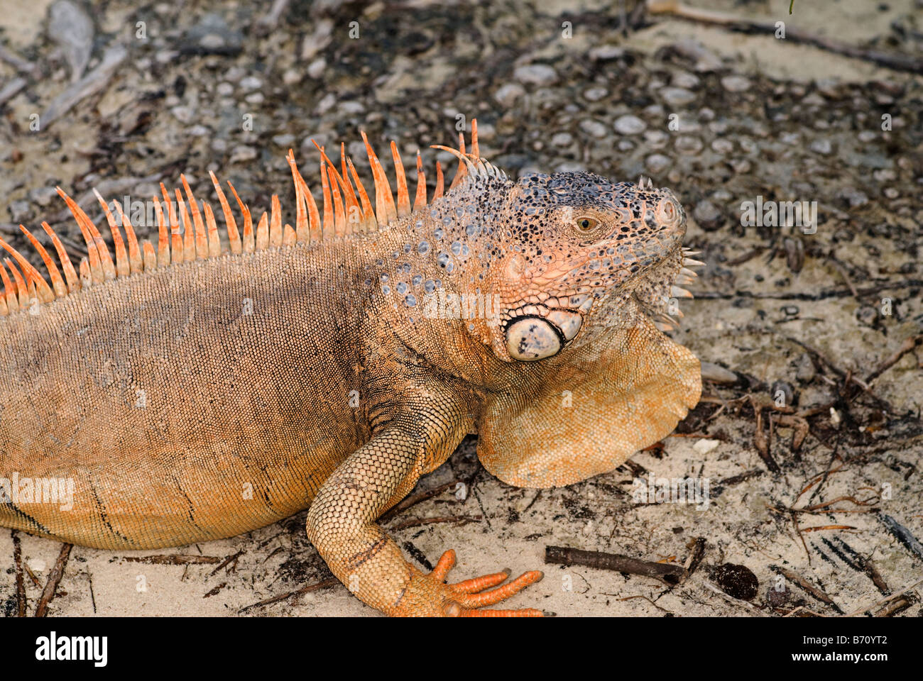 green iguana arboreal lizard from Mexico Stock Photo - Alamy