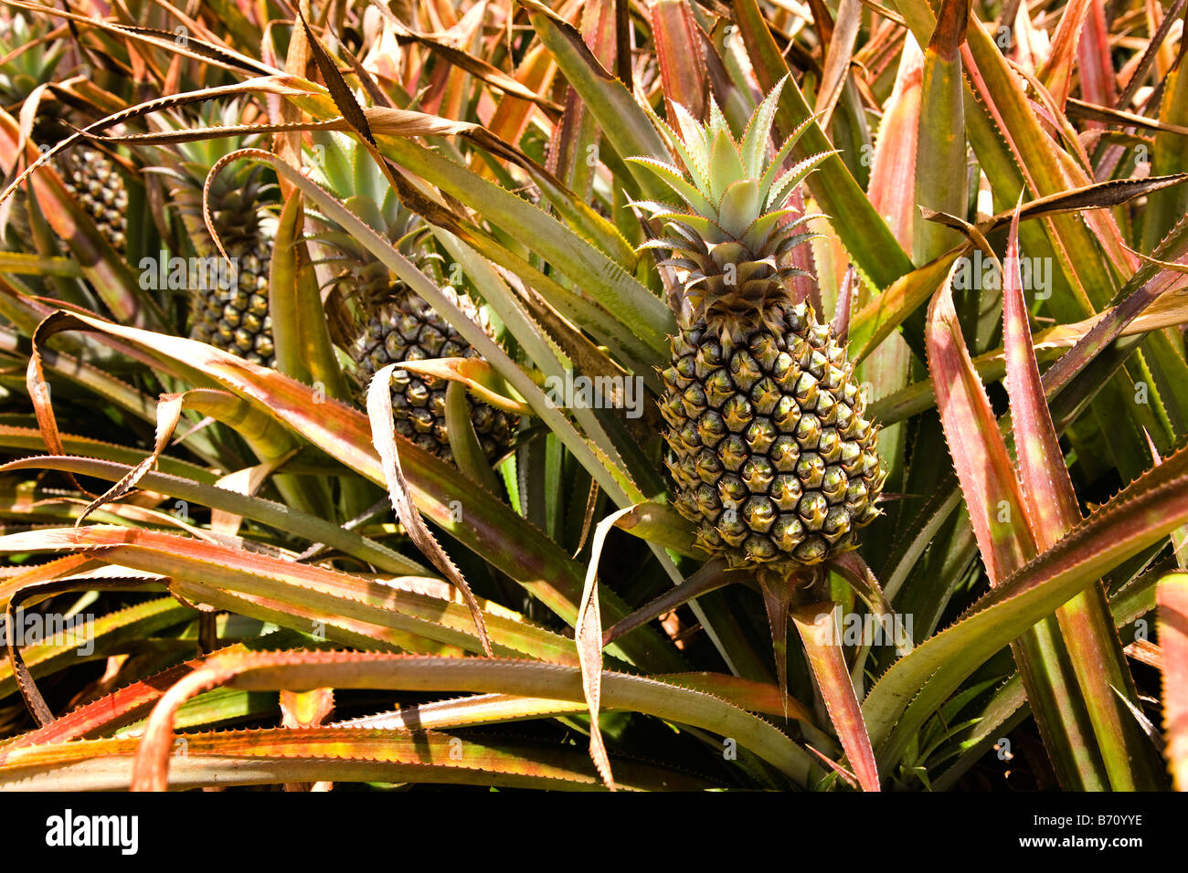 Farming fruit growing pineapples hires stock photography and images