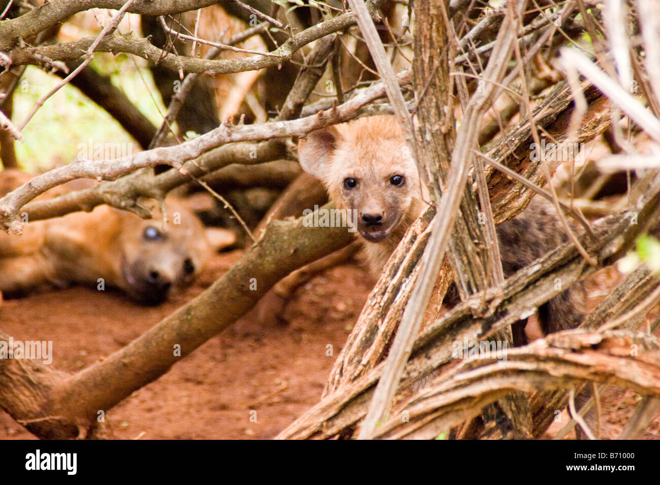 A baby hyena in South Africa's Hluhluwe Imfolozi parks in KwaZulu-Natal being lazily watched by his mother. Stock Photo