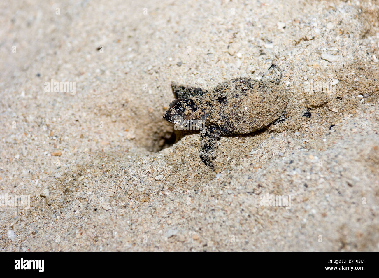Hawksbill turtle hatchling crawling on the sand, Turtle Island National Park, Sabah, Malaysia. Stock Photo