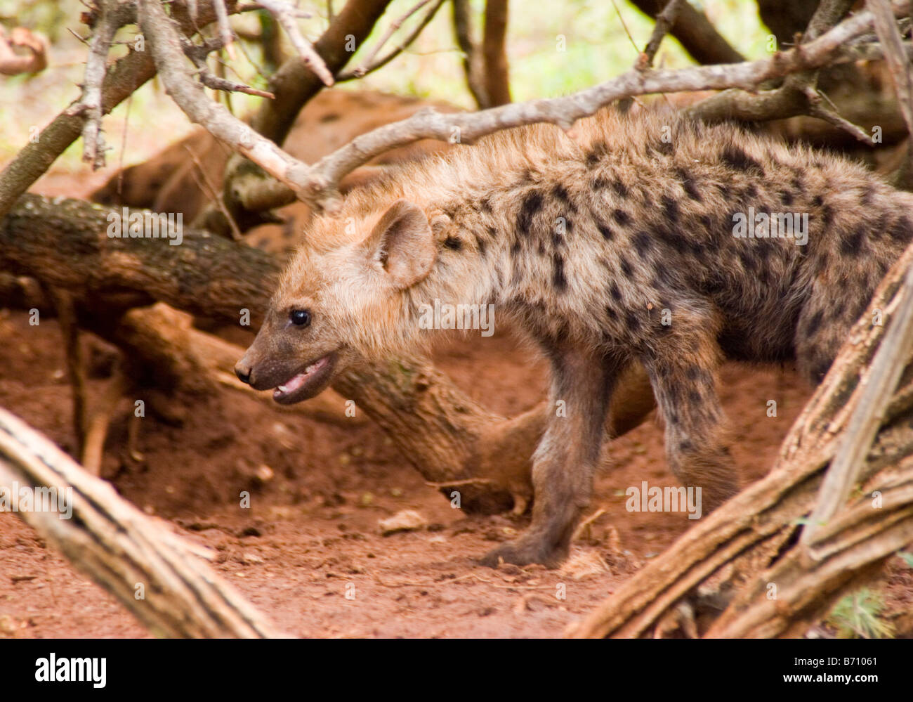 A baby hyena in South Africa's Hluhluwe Imfolozi parks in KwaZulu-Natal. Stock Photo