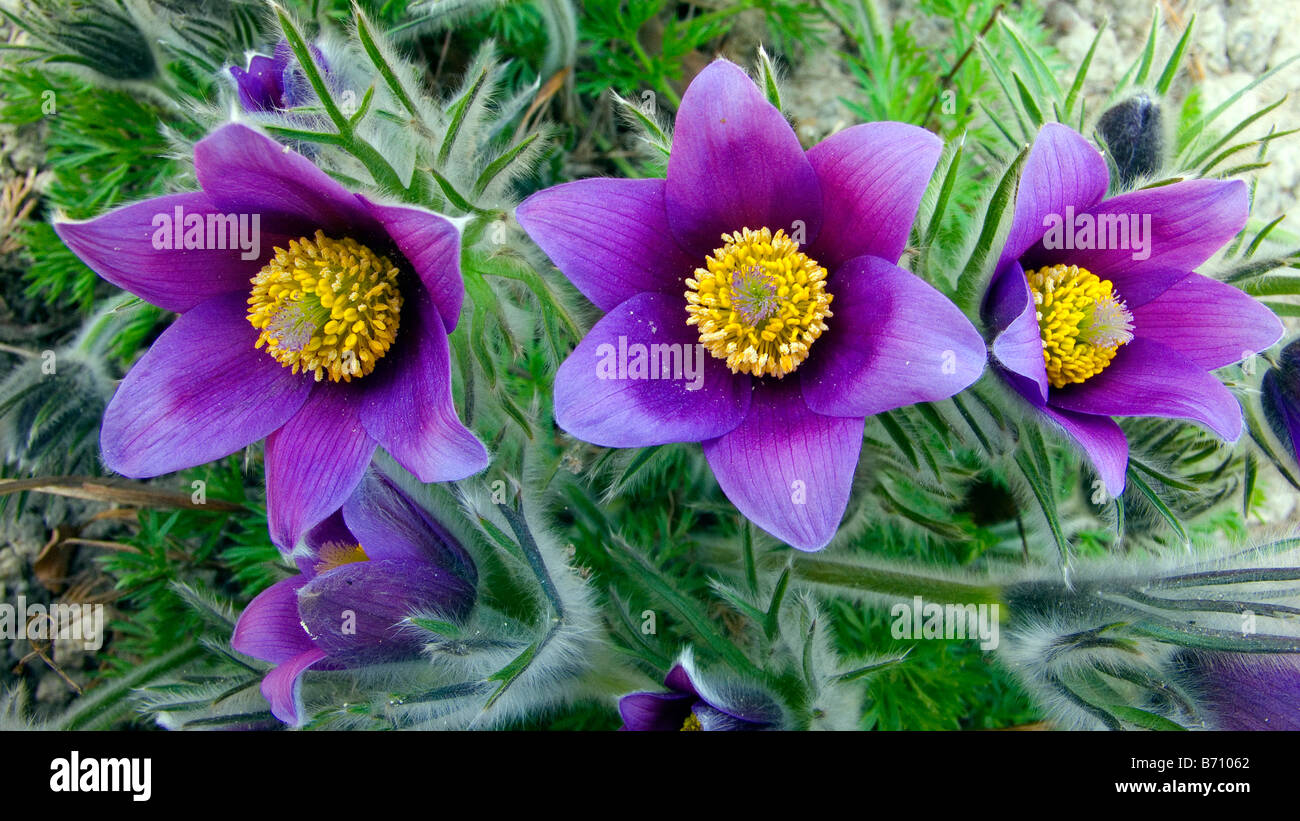 Pasque flowers blooming Pulsatilla vulgaris Stock Photo Alamy