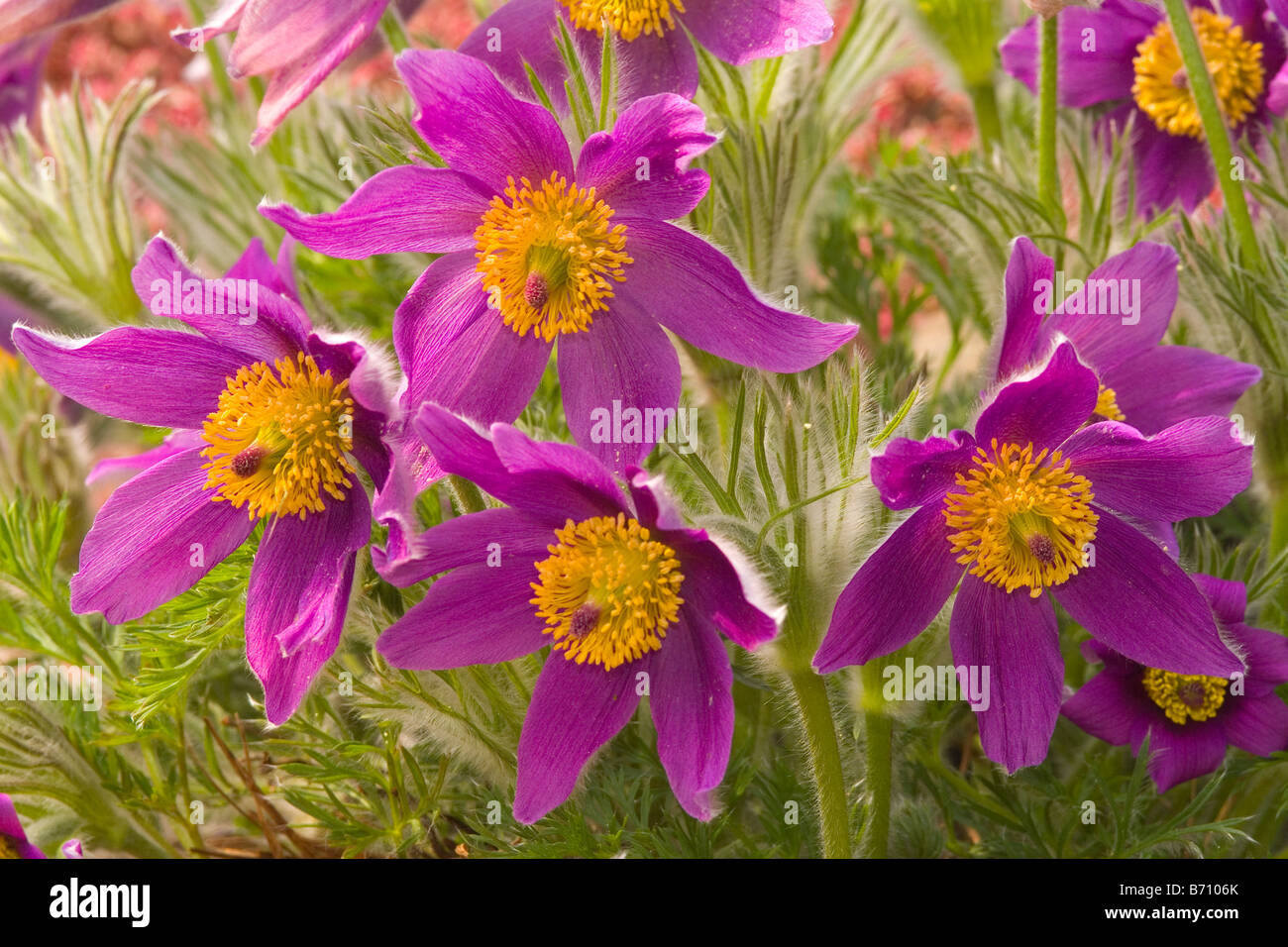Pasque flowers blooming Pulsatilla vulgaris Stock Photo Alamy