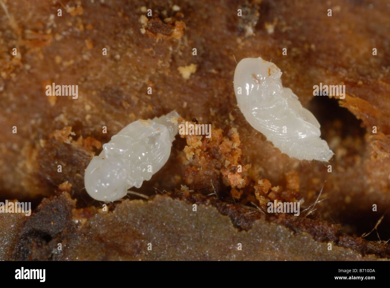Bark beetle Xyleborus sp wood boring beetle pupae in damaged Stock