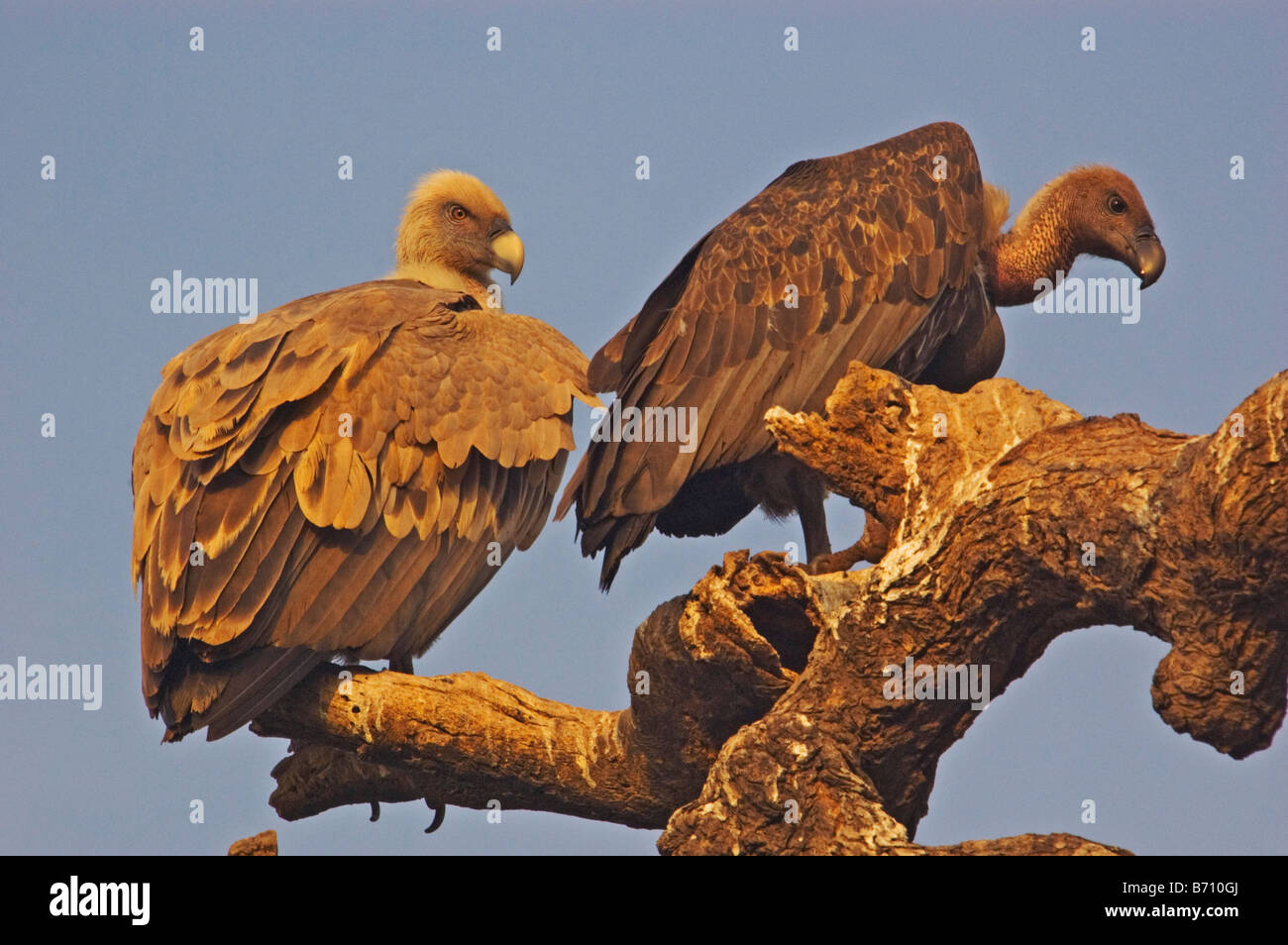 White Rumped Vulture High Resolution Stock Photography And Images Alamy