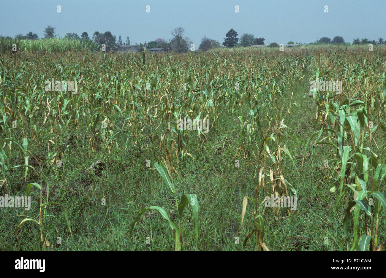 Sparse weak and weedy maize or corn crop severely affected by drought in Thailand Stock Photo