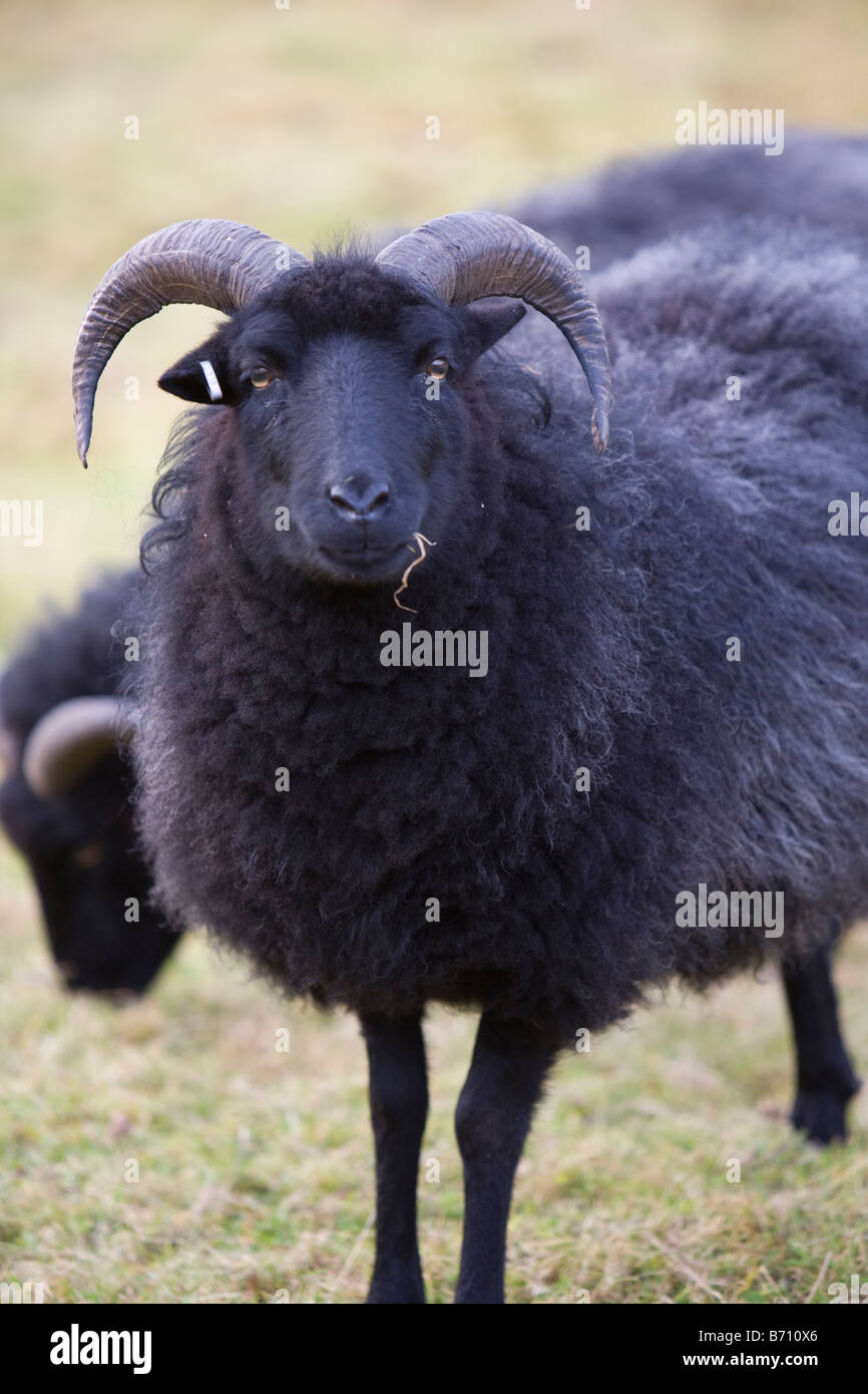 A Black Sheep Stock Photo - Alamy