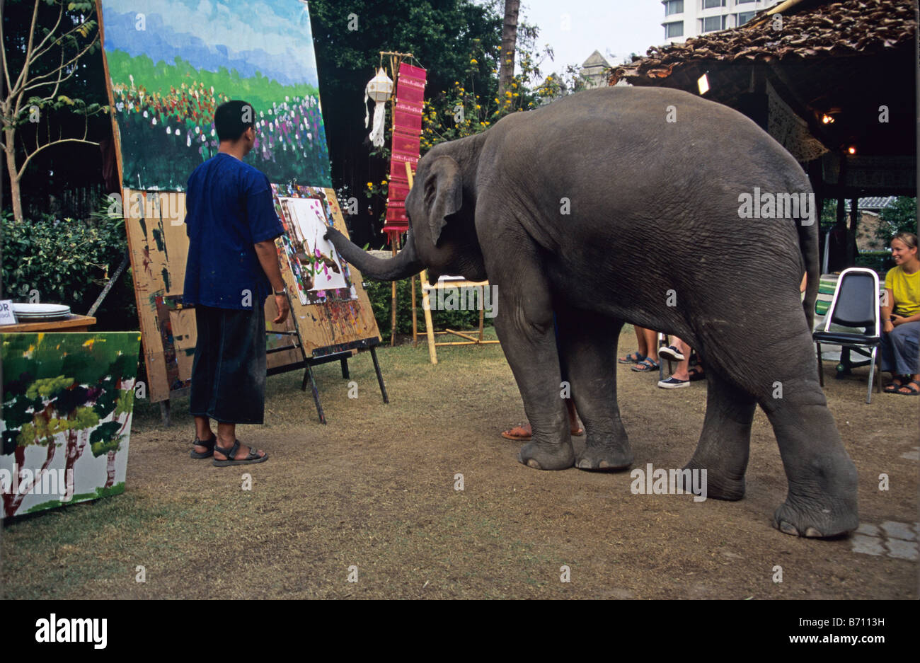 A Trained Asian Elephant Paints a Picture by Holding a Brush in its Trunk, Chiang Mai, northern