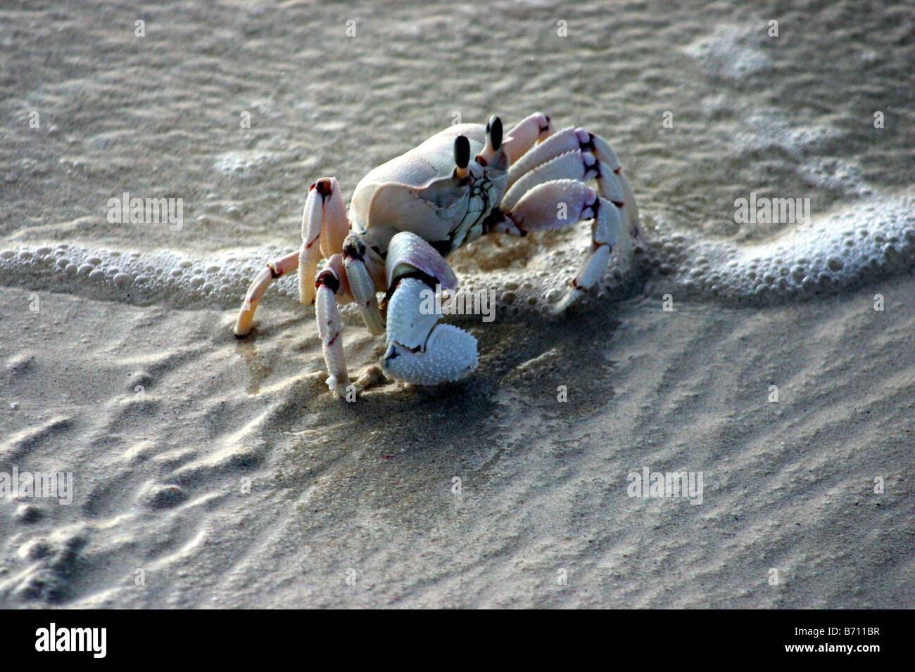 Sand Crab on island of Medjumbe in the Quirimbas Archipelago in Mozambique Stock Photo