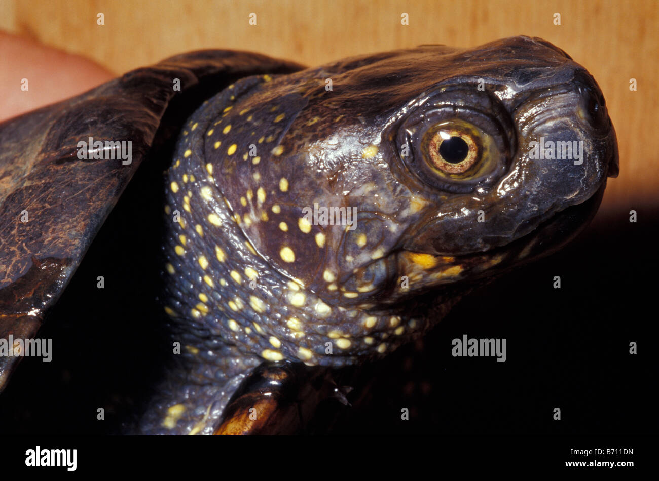 Emys orbicularis tartaruga palustre italia rettili tartarughe acquatiche  tarrario Stock Photo - Alamy