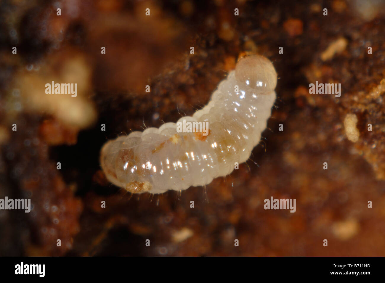 Bark beetle Xyleborus sp a wood boring beetle larva in damaged ornamental tree Stock Photo