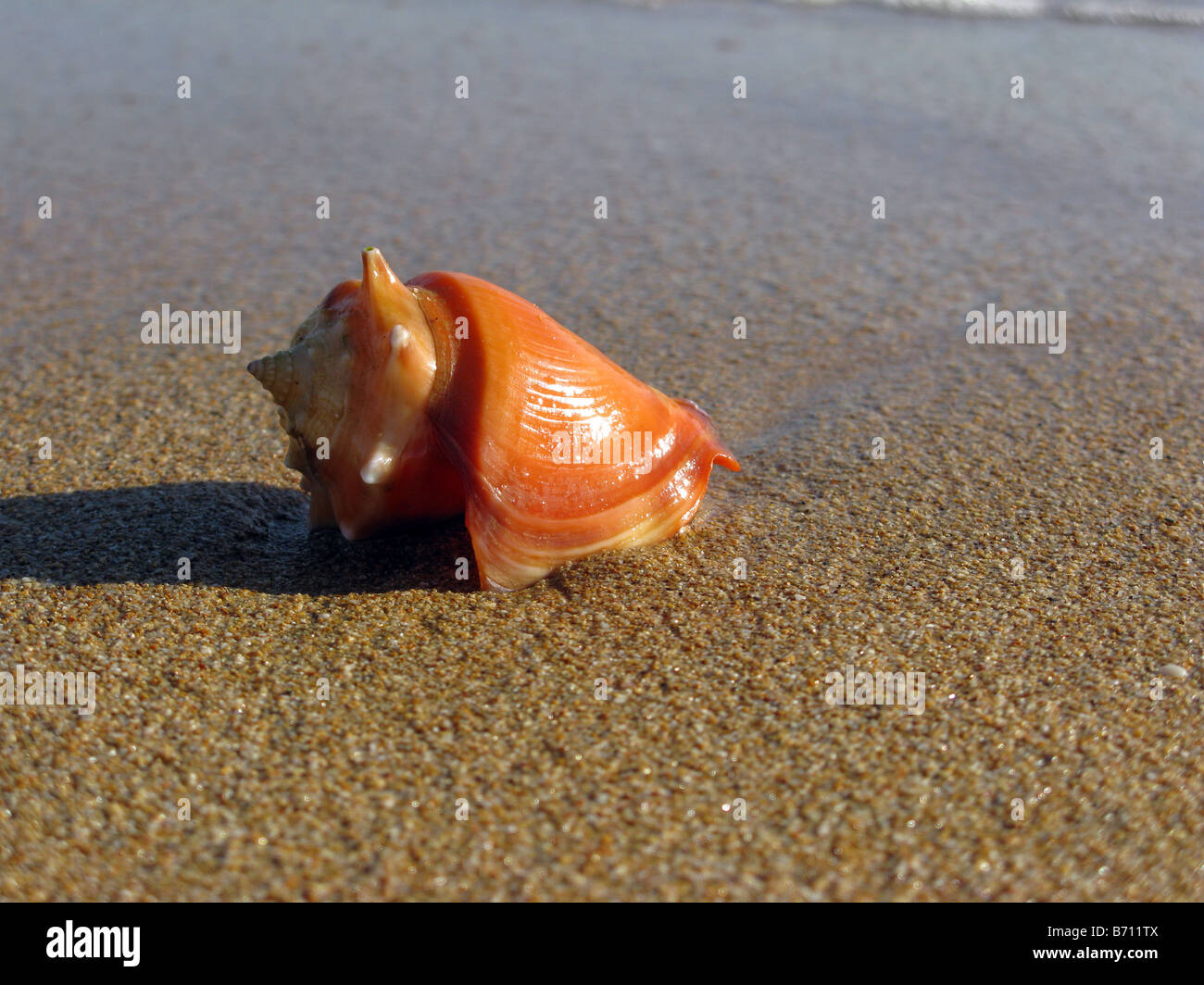 Strombus pugilis close up seashell, in beach Punto fijo Falcon state Venezuela Stock Photo