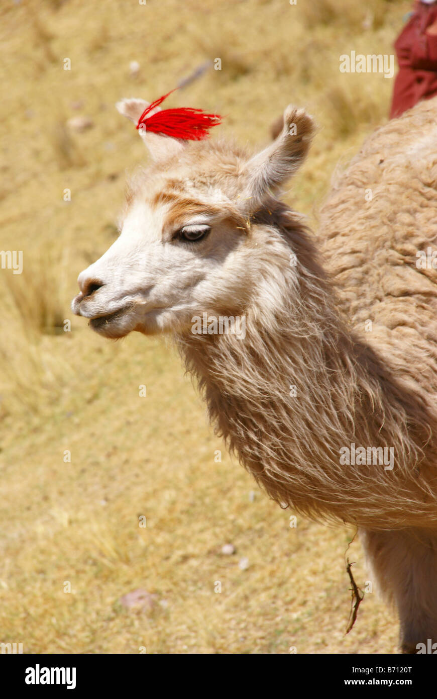 Llama peru andes hi-res stock photography and images - Alamy