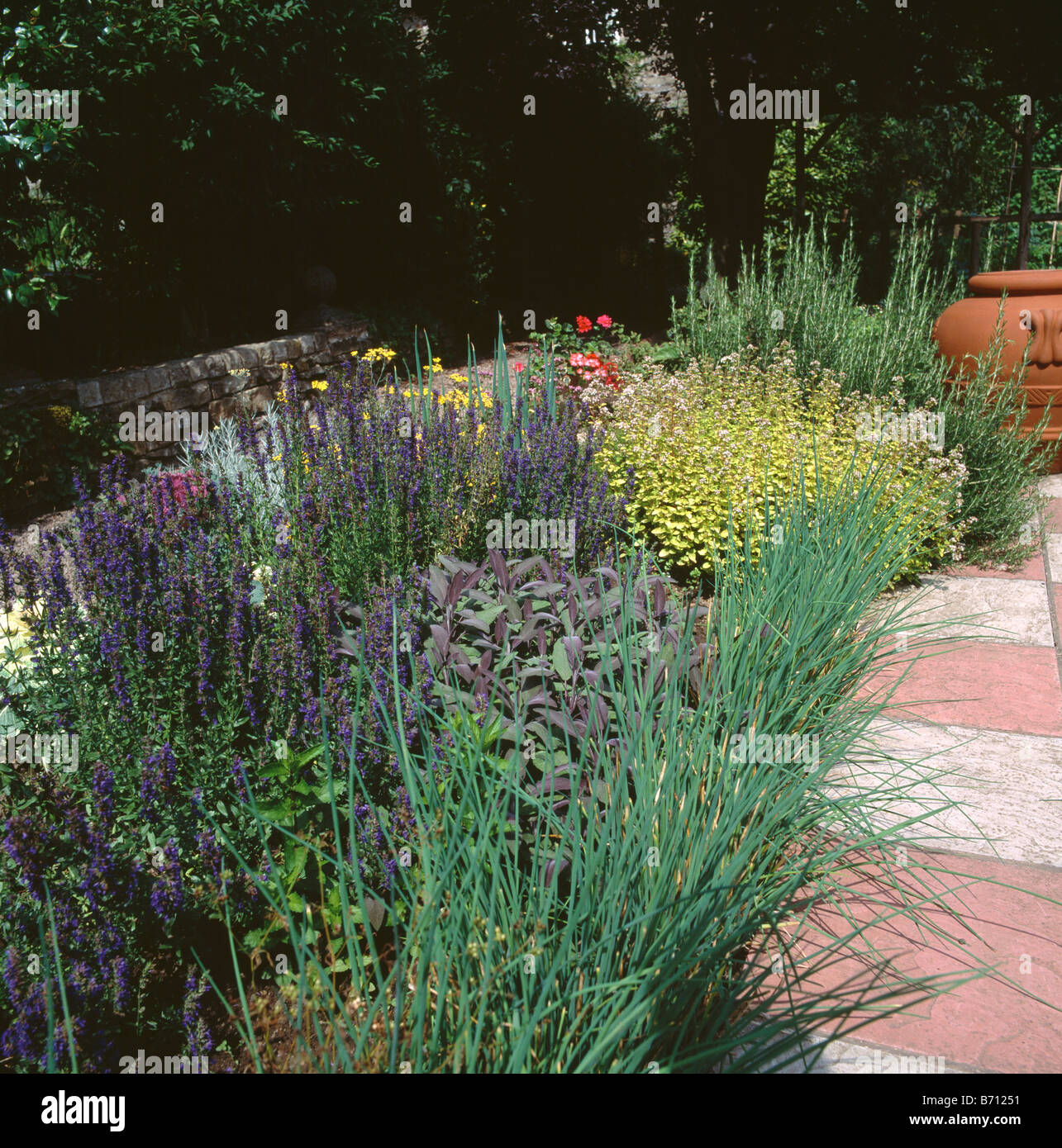 Herb thyme garden path hires stock photography and images Alamy