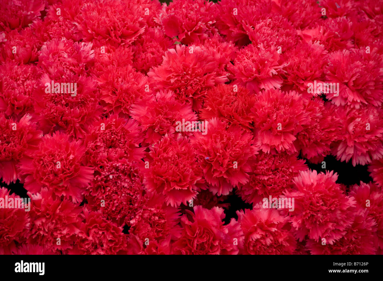 Red Carnation Wallpaper Background Stock Photo Alamy