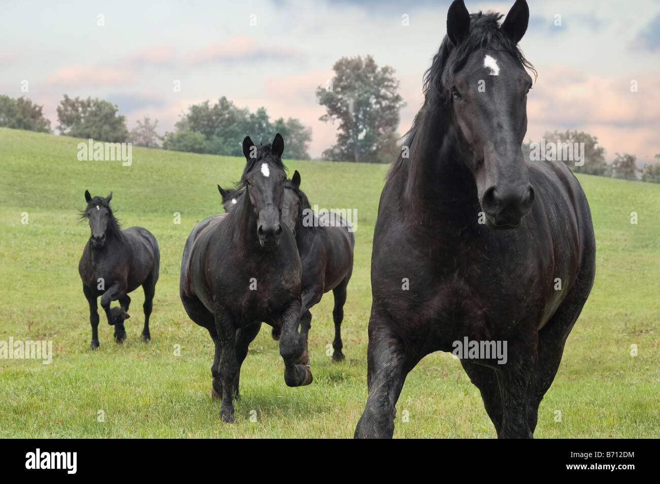 Herd of black Percheron Draft Horse mares run through open green fields Stock Photo