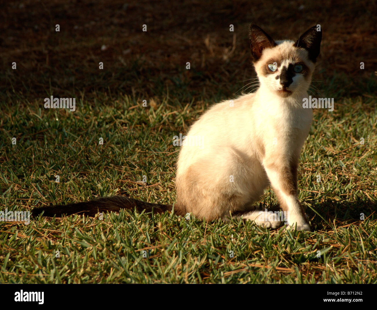 Young siamese cat on the grass Stock Photo Alamy