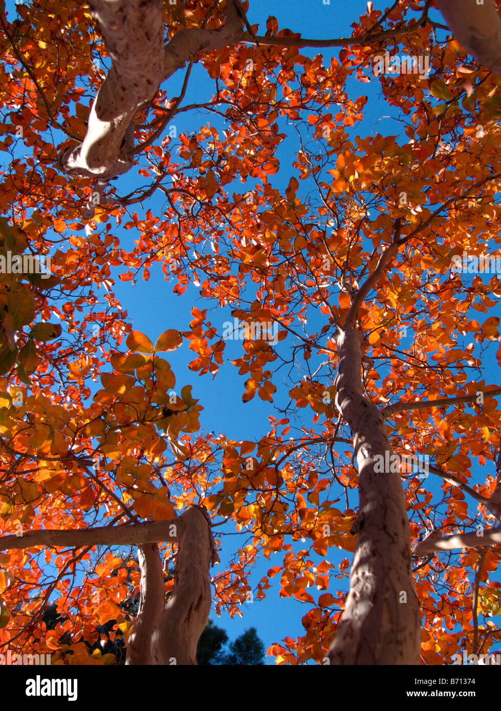 Red autumn leaves on tree Stock Photo