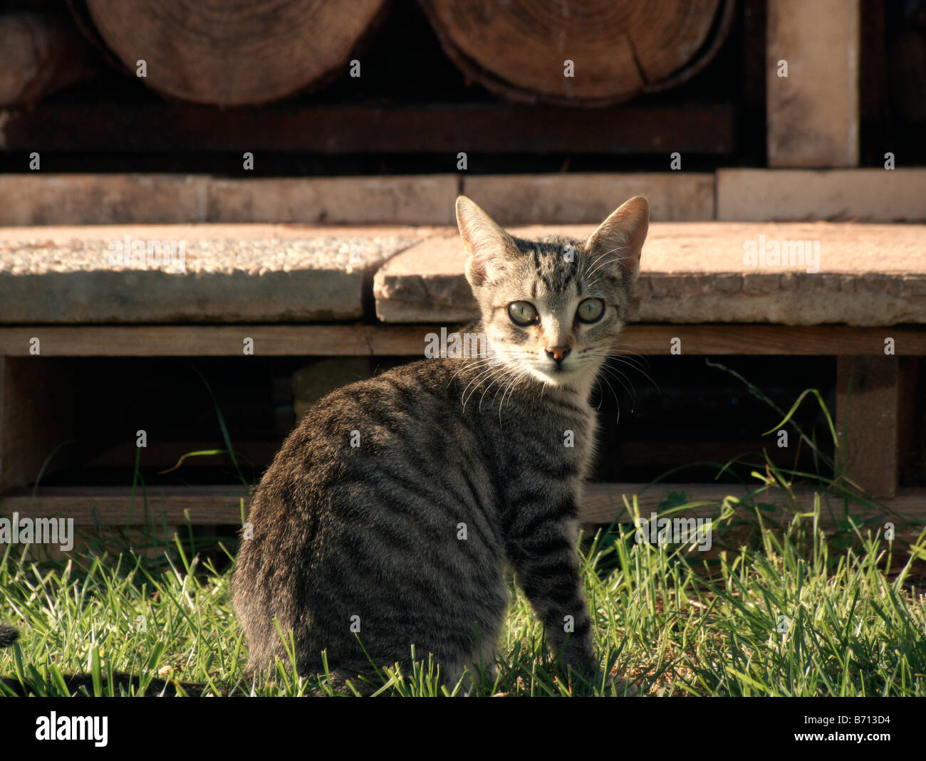 Young tabby cat in a garden Stock Photo - Alamy