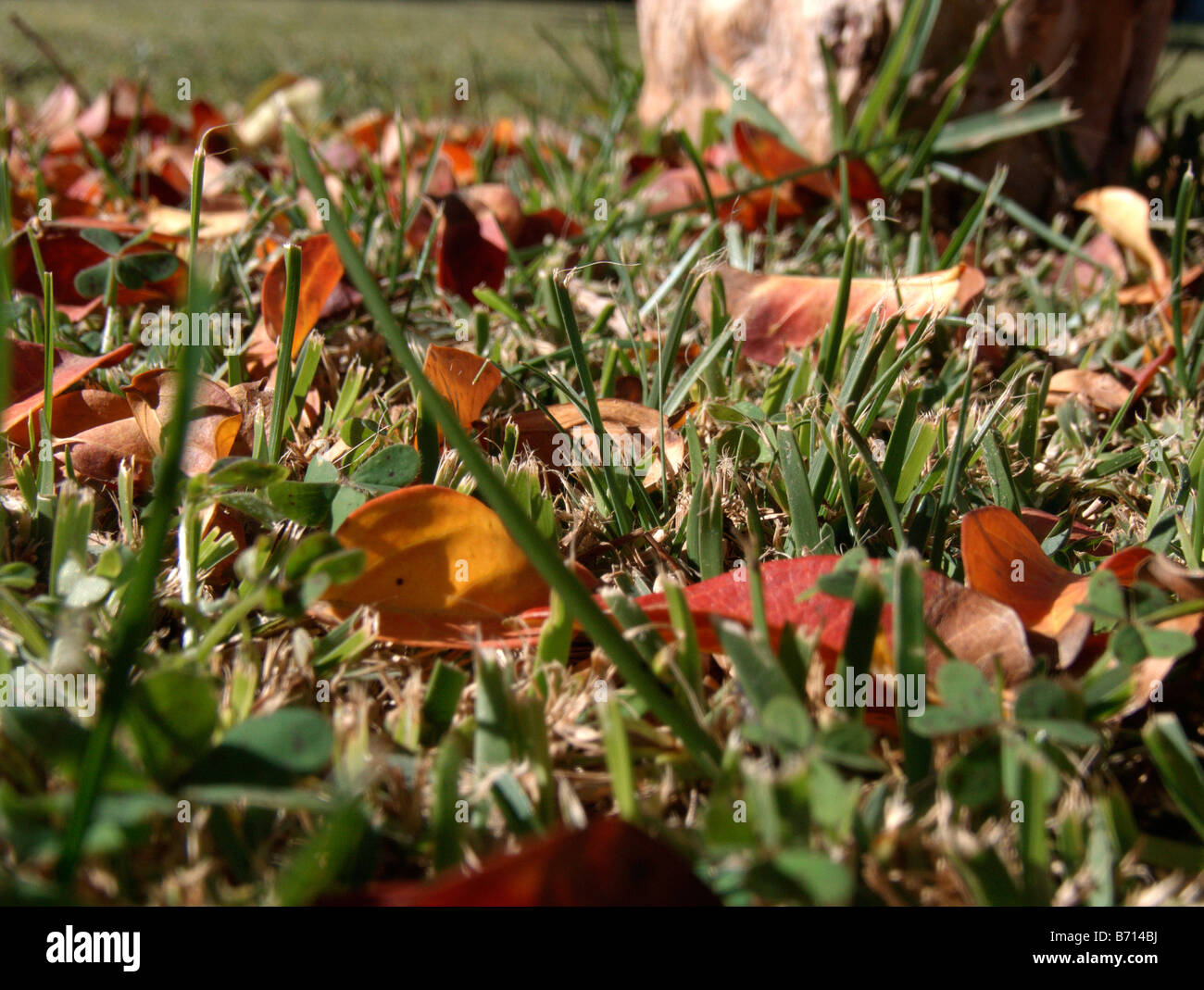 Autumn leaves over the grass Stock Photo