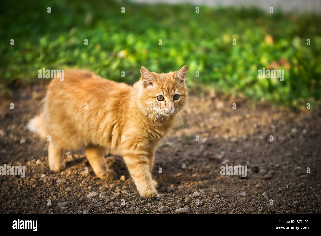 Domestic cat in backyard Stock Photo Alamy