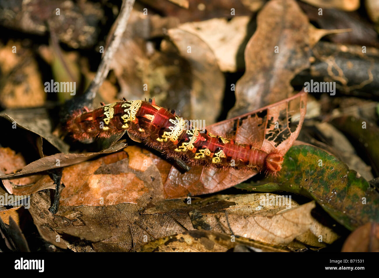 Suriname, Brownsweg, Brownsberg National Park. Kind of caterpillar. Stock Photo
