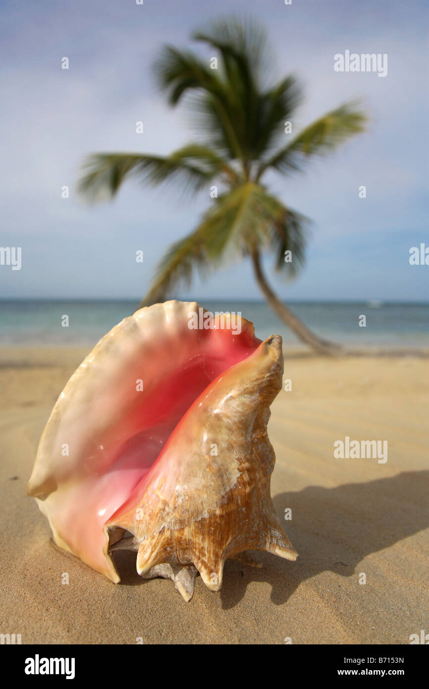 Conch shell in foreground on beach with palm tree blurred Punta cana