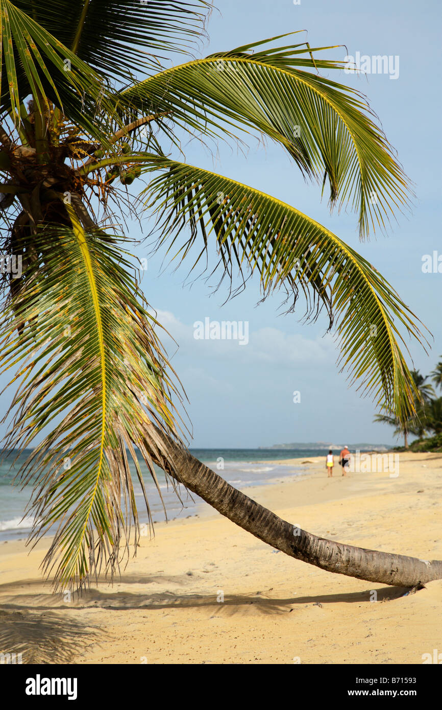 Leaning palm tree in Punta Cana Dominican Republic Stock Photo Alamy