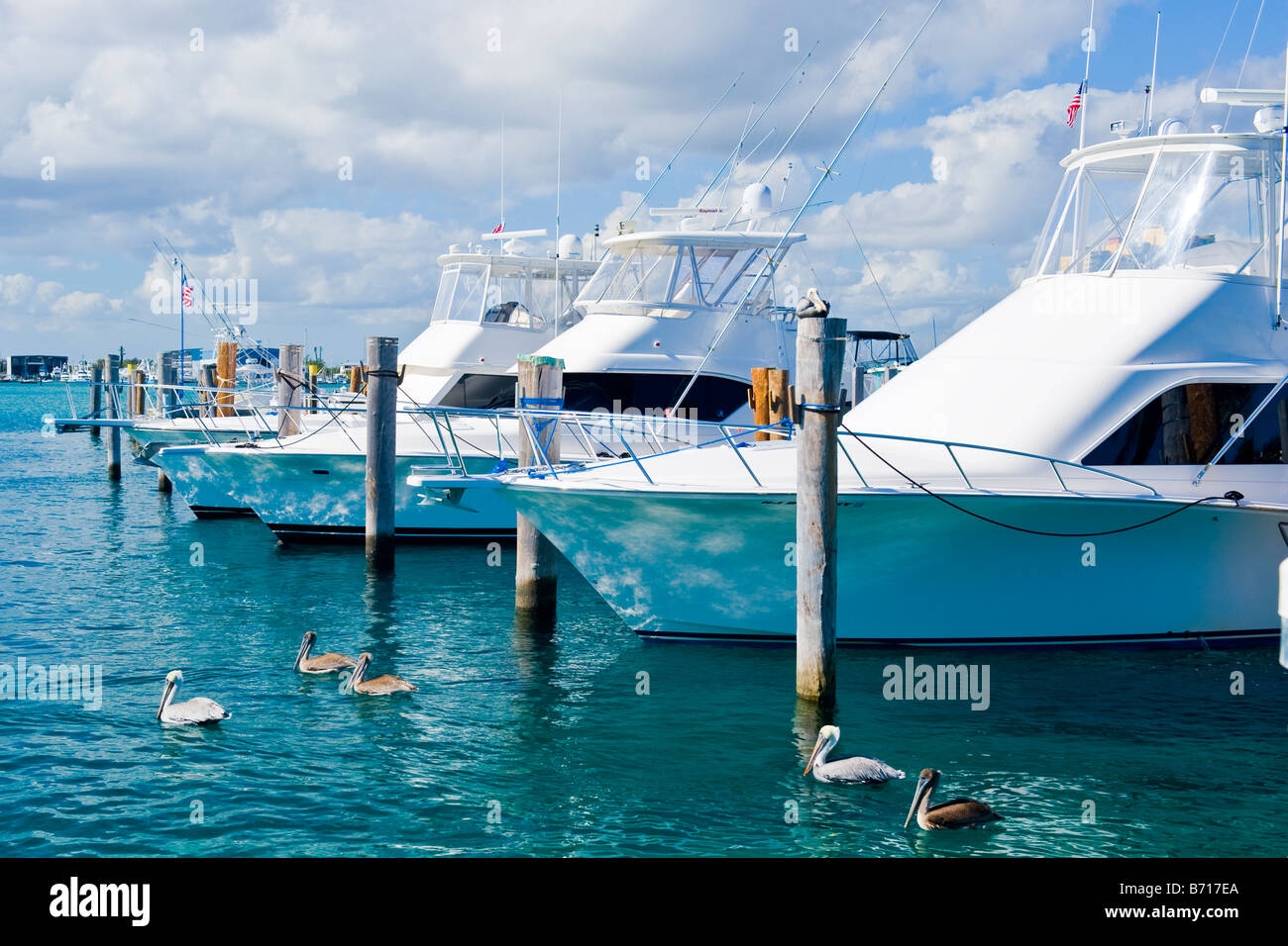 Marina , power motor game fish fishing boats moored at quay , with brown pelicans , Pelecanus Occidentalis , swimming Stock Photo