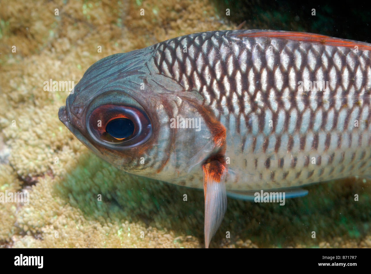 Lattice soldierfish Myripristis violacea Mahe, Seychelles, Indian Ocean Stock Photo