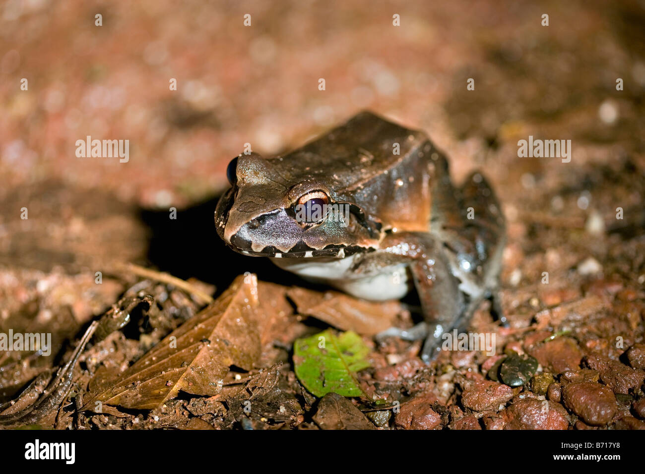 Suriname, Brownsweg, Brownsberg National Park. Giant whistling frog (Leptodactylus pentadactylus.). Stock Photo