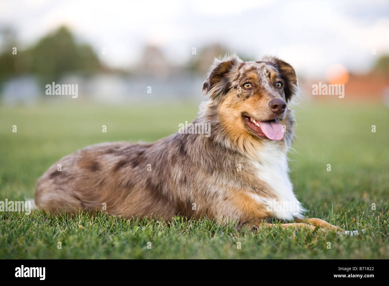 An Australian Shepherd laying in the grass Stock Photo - Alamy