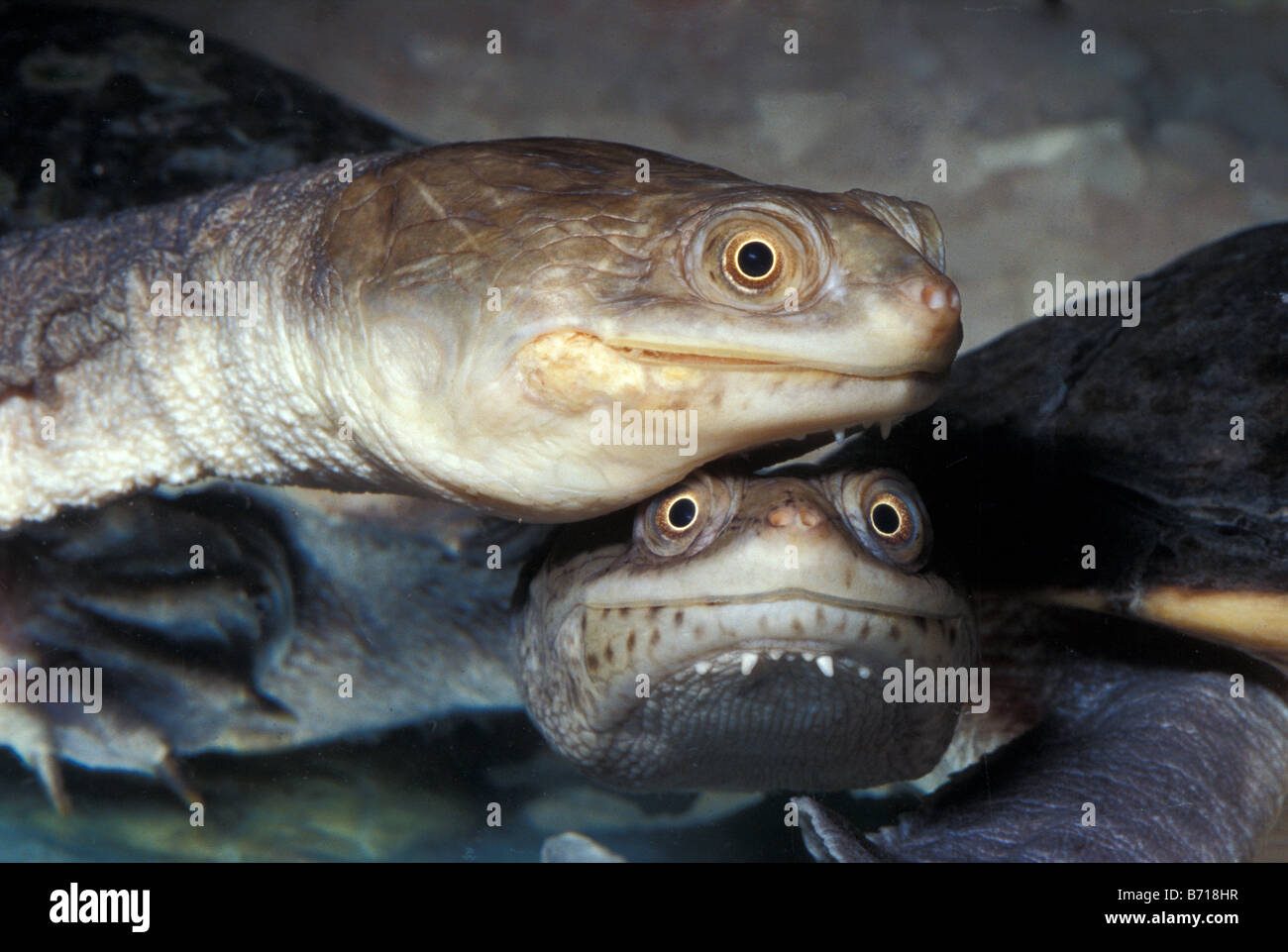 Siebenrock's Snakeneck Turtle Chelodina siebenrocki, New Guinea, Chelidae Stock Photo